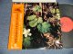 NORMAN BLAKE ノーマン・ブレイク (COUNTRY/BLUEGRASS GUITARIST)  - BLACKBERRY BLOSSOM ブラックベリー・ブロッサム (Ex+++/MINT-) / 1977 JAPAN ORIGINAL Used LP with OBI 