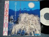 Photo: HIROSHIMA ヒロシマ - A)YOZAKURA ホワイト・ドリーム夜桜  B) HAZAKURA ホワイト・ドリーム葉桜 (MINT-/MINT-)  / 1982 JAPAN ORIGINAL Used 7"45 Single